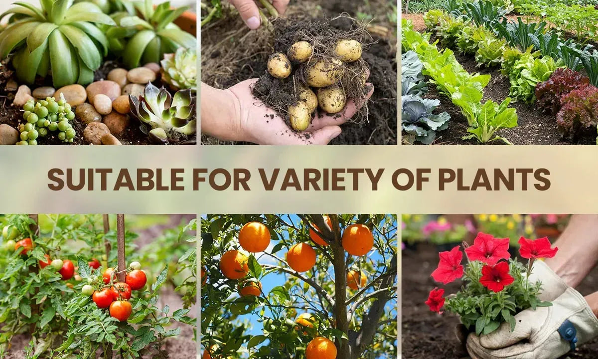 Soil Activator: Plants' Best Friend - Rejuvenate Your Plants ( BUY 1 GET 1 FREE )